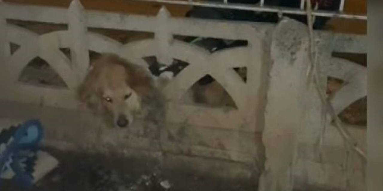 Elazığ’da Başı Duvara Sıkışan Köpeği İtfaiye Kurtardı
