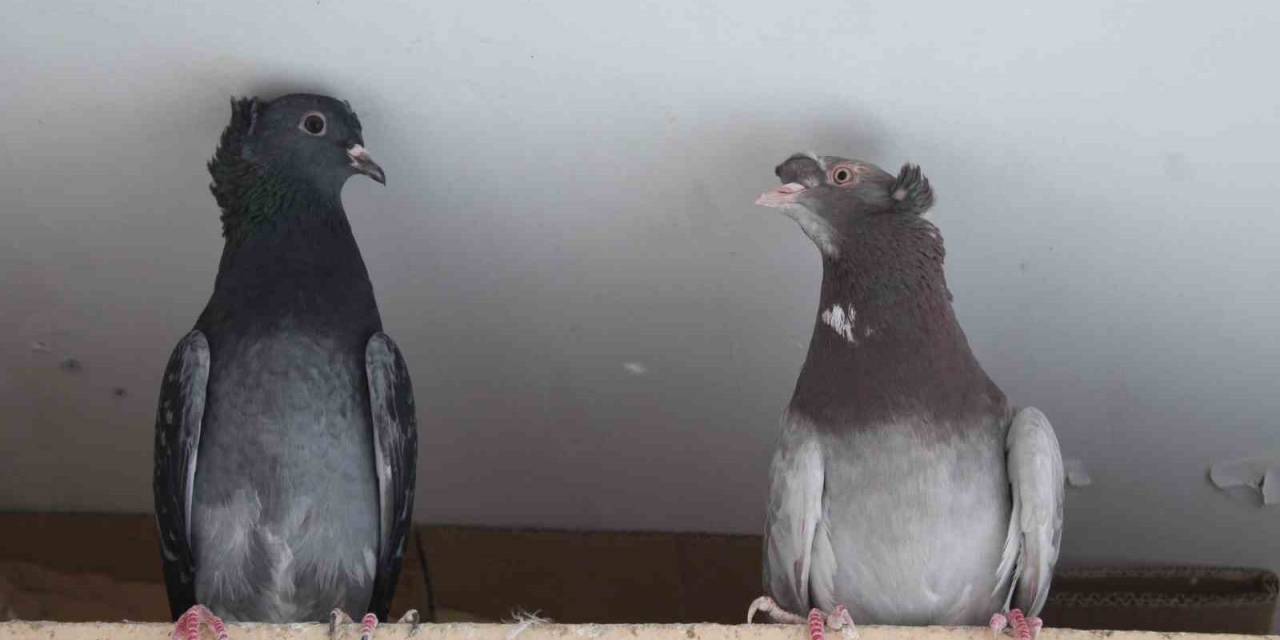 Asırlardır ‘Türk Fısıldayıcısı’nın Ötüşünü Dinliyorlar