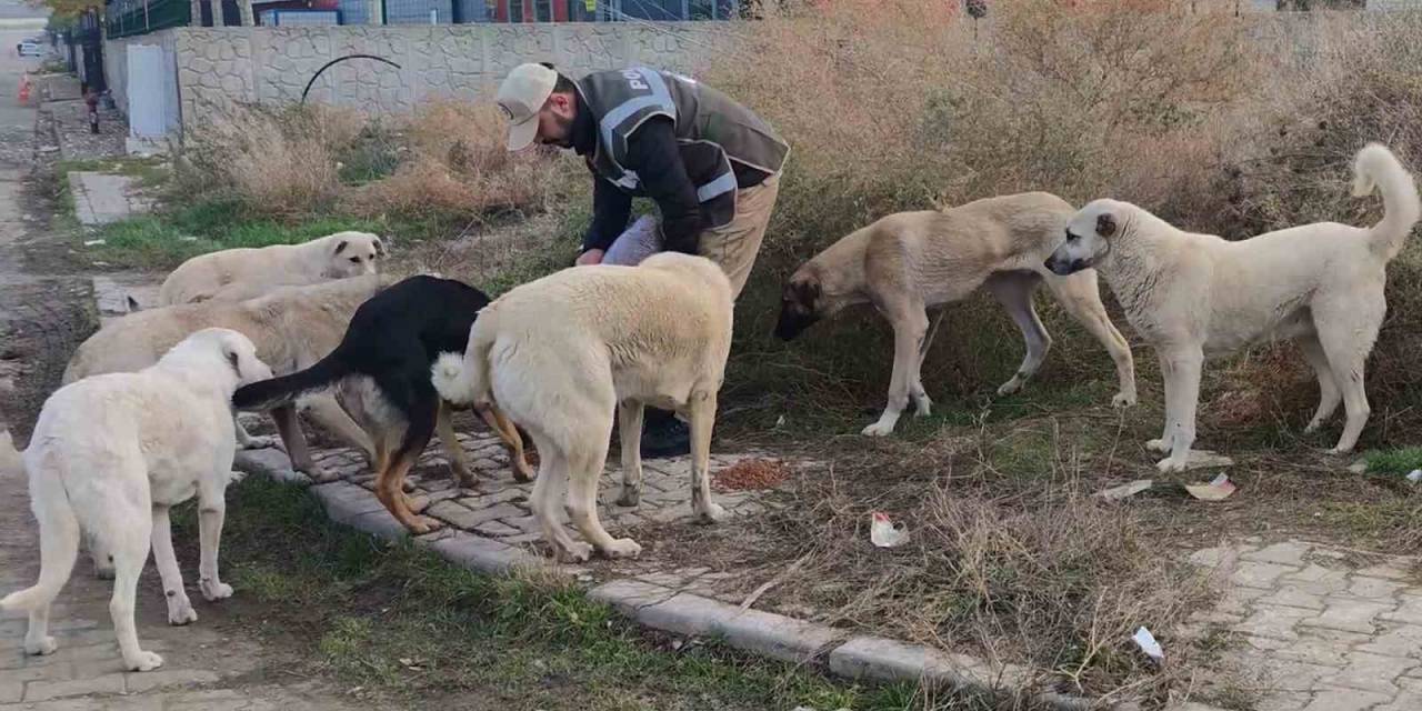 Sokak Hayvanlarının Can Dostu Haydi Polisleri: Onlarcasını Elleriyle Beslediler