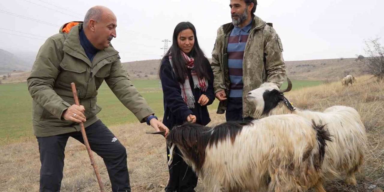 Çobanlık Yapan İki Üniversite Mezunu Emine’nin Hayali Yeni Yılda Gerçek Oldu