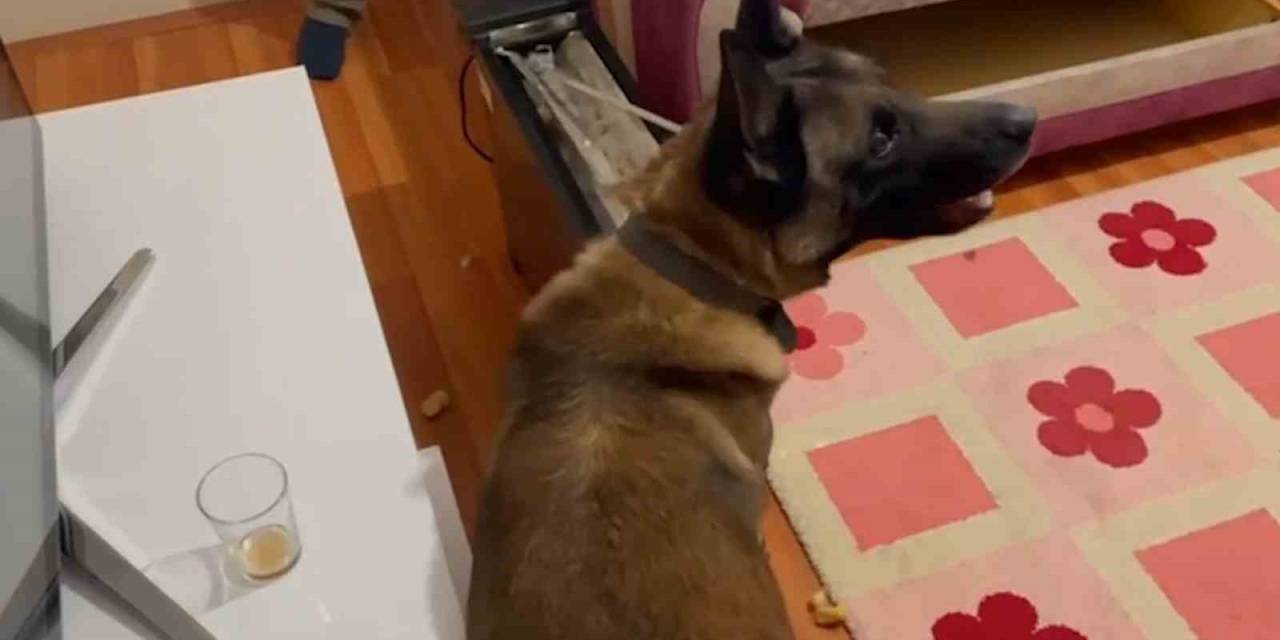 Narkotik Köpeği Elektrik Sobadaki Uyuşturucu Böyle Buldu