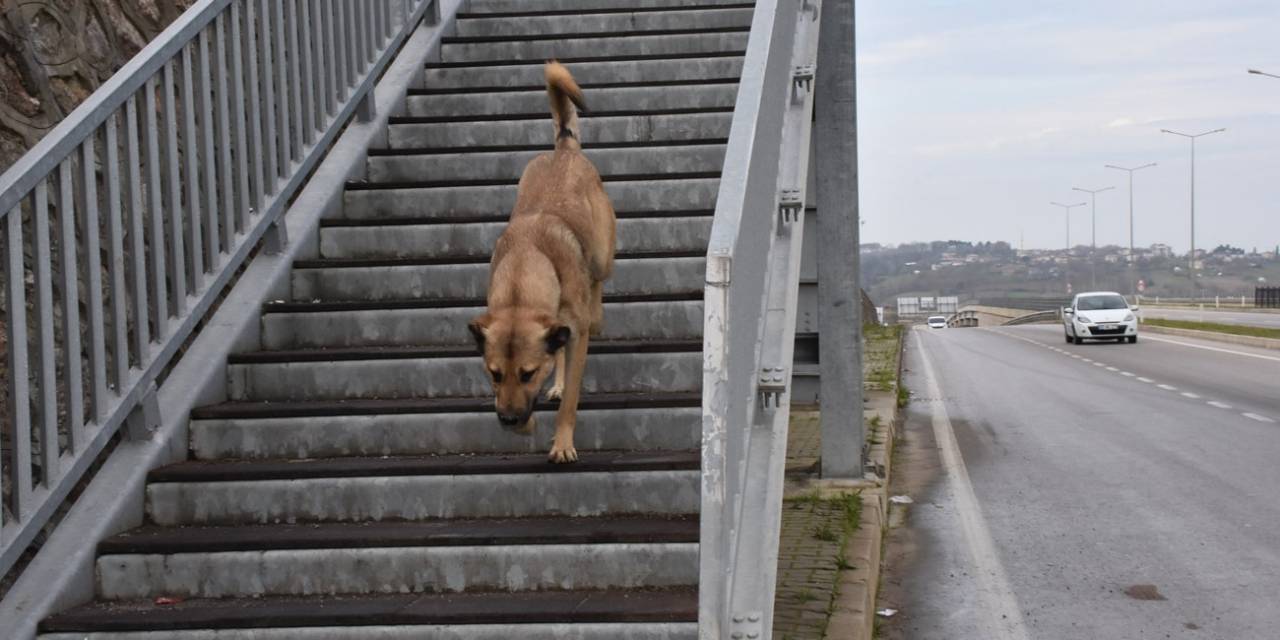 Akıllı Köpekten Üst Geçit Dersi