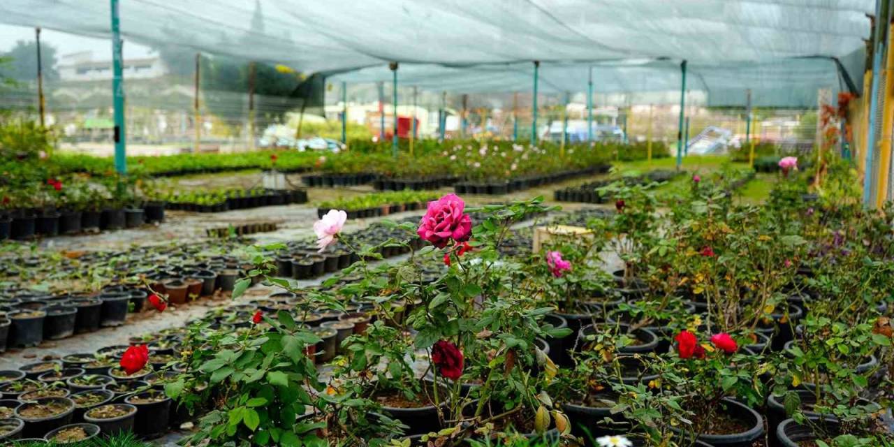 Başkan Bozdoğan: "Binlerce Fidan Ve Çiçeği Kendi Tesislerimizde Yetiştiriyoruz"