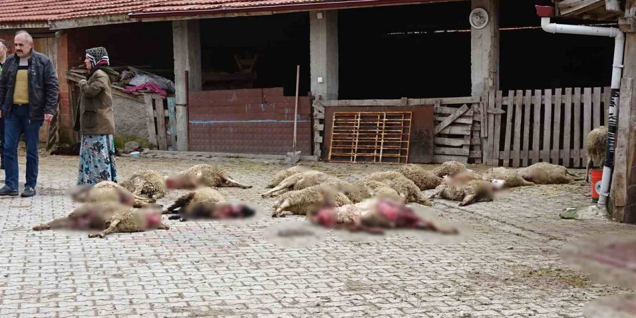 Kütahya’da Ahıra Giren Sokak Köpekleri 22 Koyunu Telef Etti