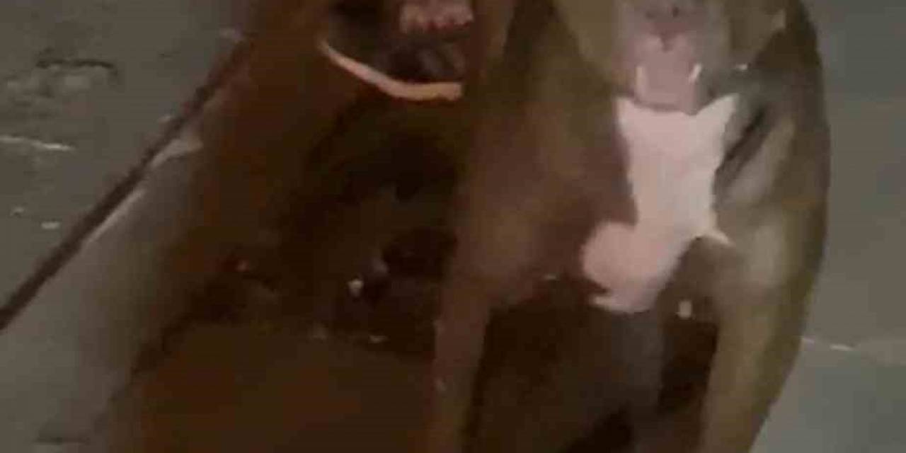 Cihangir’de Korku Dolu Anlar Kamerada: Tartıştığı Kişinin Üzerine Pitbull Köpeğini Saldırttı