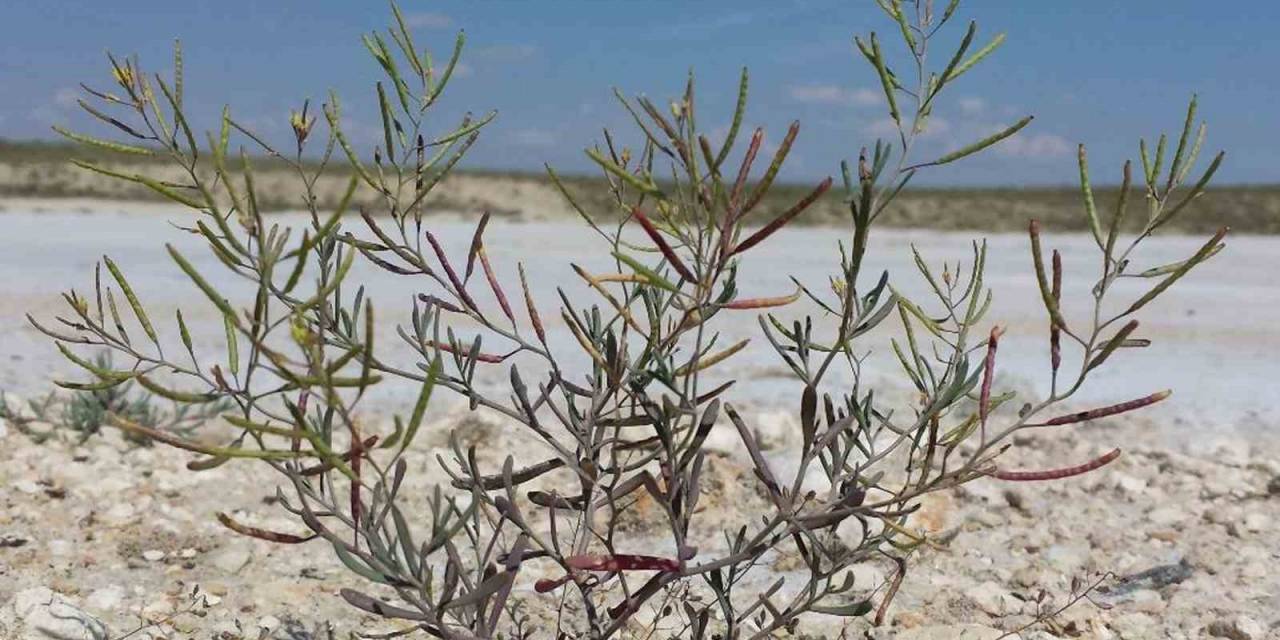 Türkiye’nin İnsanlı İlk Uzay Misyonuna İzmir’den Bitki Deneyi