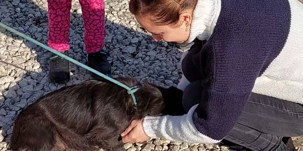 7 Aydır Kayıp Köpeğin Sahibi İle Buluşma Anı Duygulandırdı