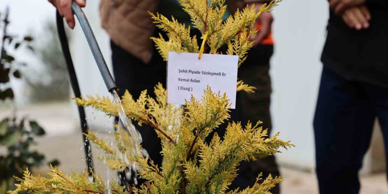 Fidanlar Şehitler Anısına Dikildi