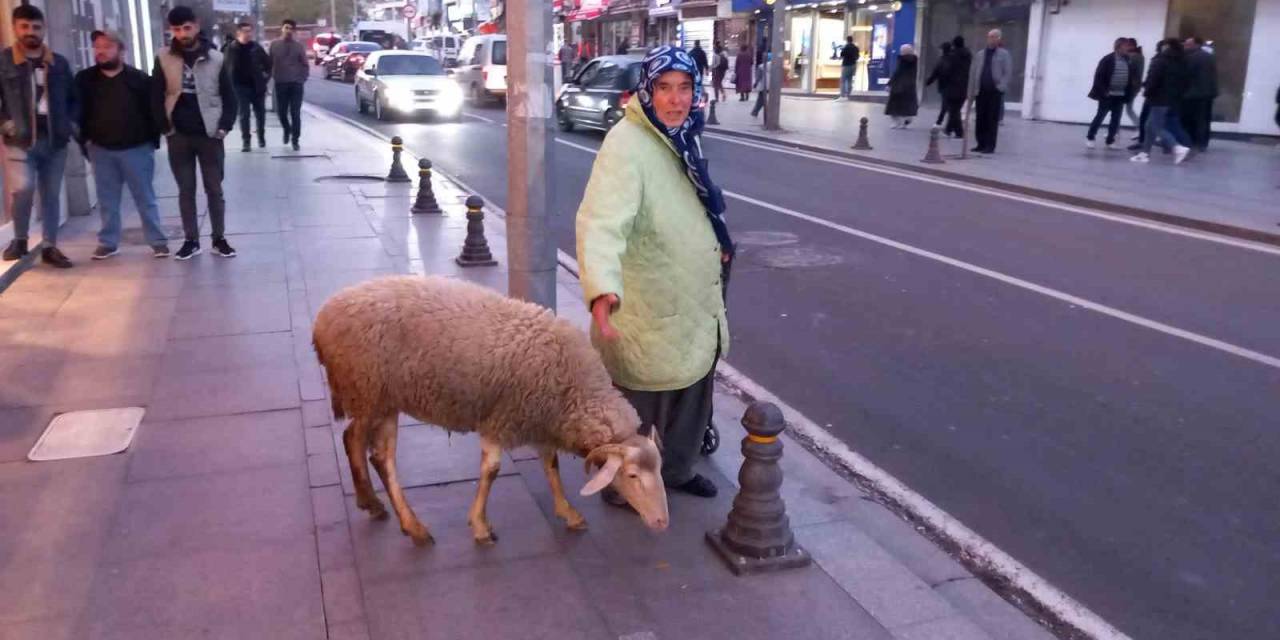 Kızı Gibi Baktığı Koyunu Peşinden Ayrılmıyor