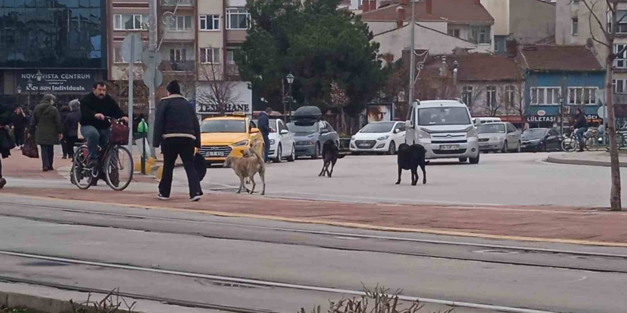 Eskişehir’de Başıboş Köpekler Çevreye Endişe Veriyor