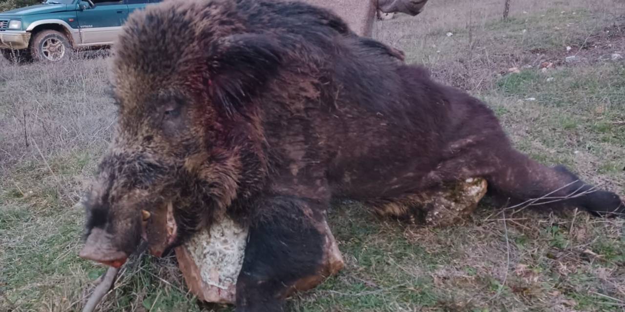 Bilecik’te Avcıların Vurduğun 300 Kiloluk Dev Domuz Görenleri Hayrete Düşürdü