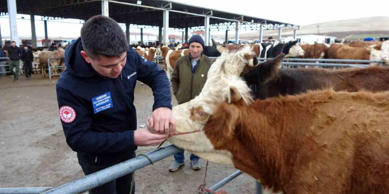 Yozgat’ta Canlı Hayvan Pazarlarında Sıkı Denetim