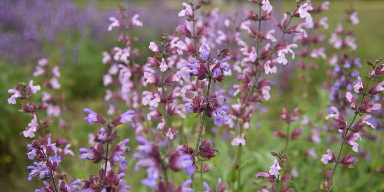 Samsun’da Tıbbi Aromatik Bitki Üretimi Artıyor