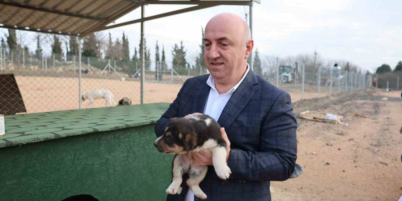 Sokak Hayvanları Darıca’da Güvenli Barınağa Kavuştu