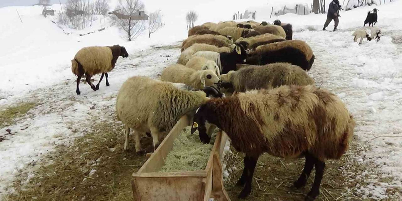 Besicilerin Kış Mesaisi