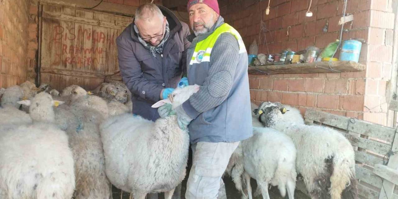 Küçükbaş Hayvan Yetiştiriciliği Destekleme Miktarında Önemli Artış