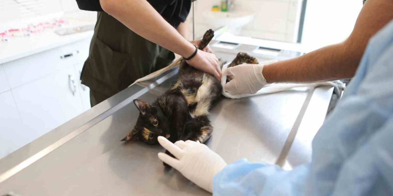 Büyükşehir, 2023 Yılında 10 Bini Aşkın Sokak Hayvanına Yardımcı Oldu