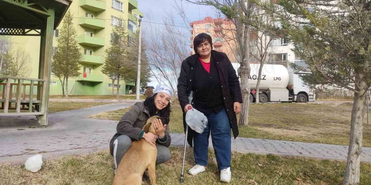 Niğdeli Hayvanseverler Kayıp Köpekleri Arıyor