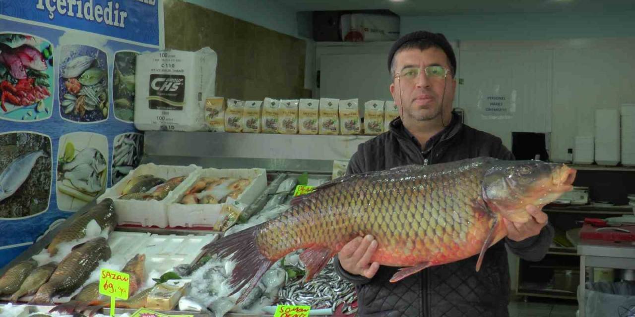 Denizi Olmayan Kayseri’den Balık İhracatı Yapıyor