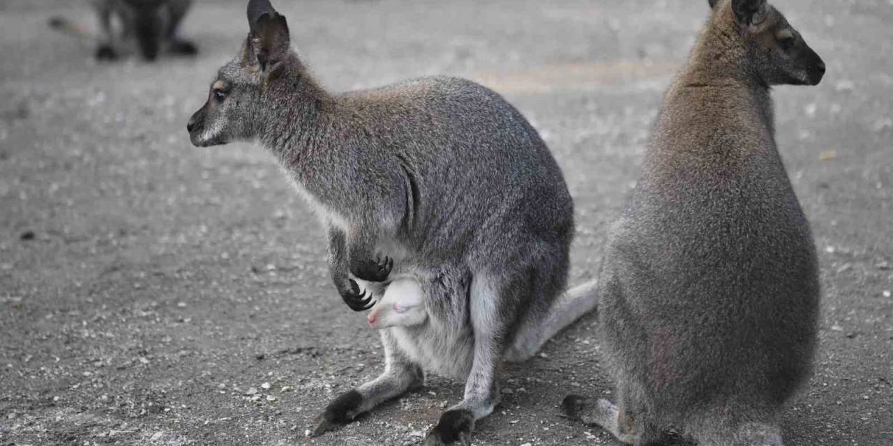 Ankara Büyükşehir Belediyesinin Evcil Hayvanlar Parklarının Yeni Üyeleri: Albino Kanguru Ve Lama