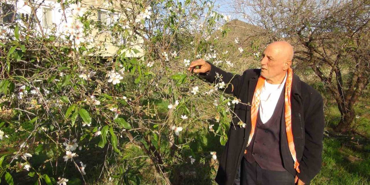 Mersin’de Badem Ağaçları Çiçek Açtı