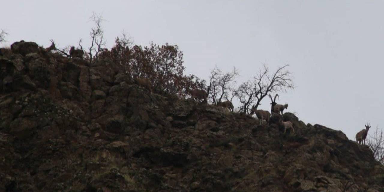 Elazığ’da Yaban Keçisi Envanter Çalışması Yapıldı