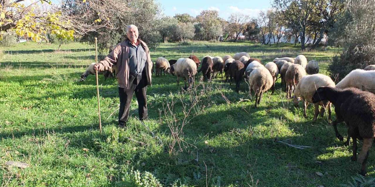 Burhaniye’de Yağışlar Çobanları Sevindirdi