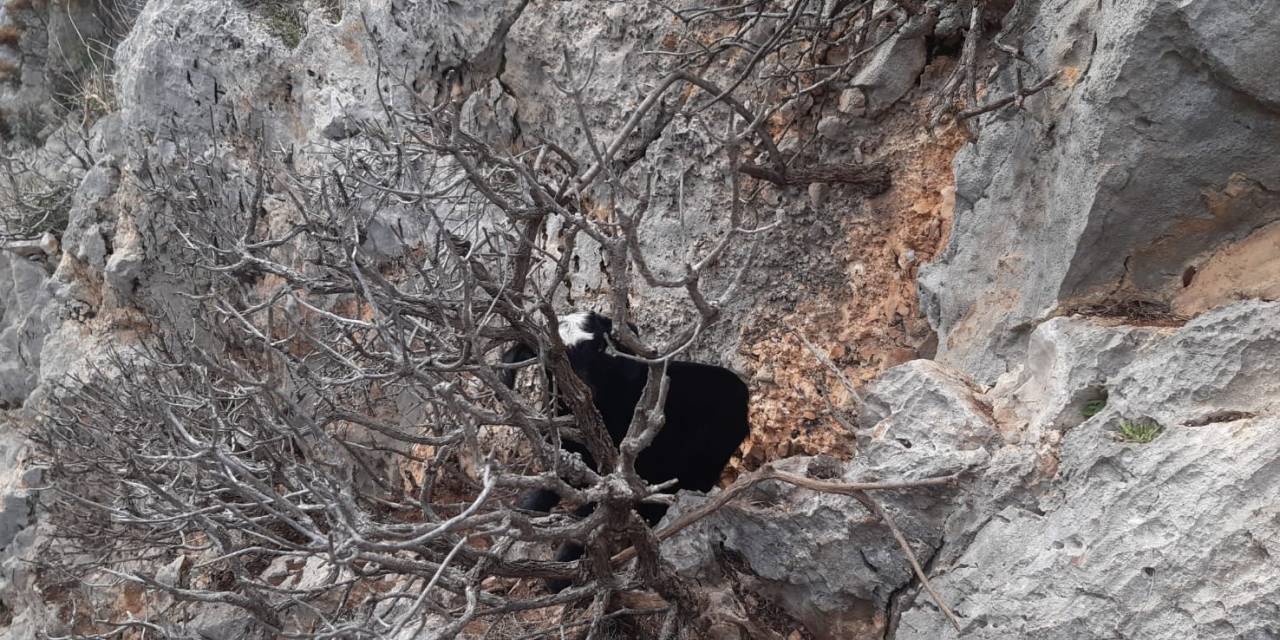 Kayalıklarda Mahsur Kalan Keçiler Kurtarıldı