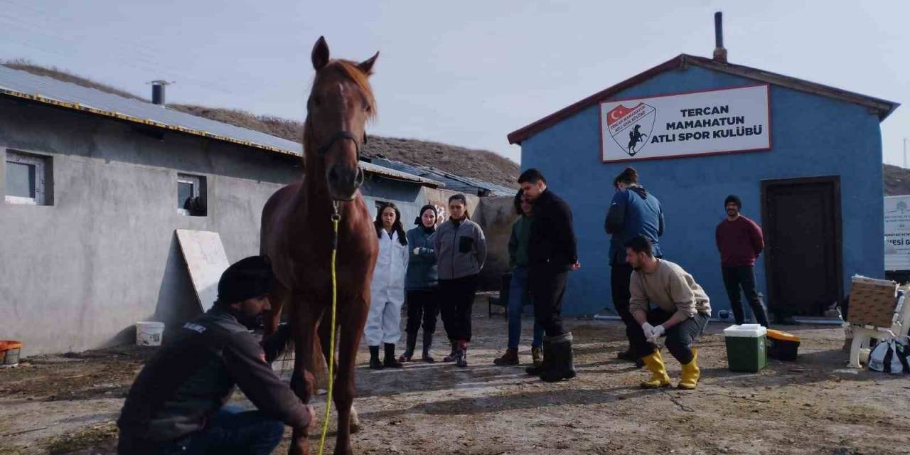 Cirit Atları Sağlık Taramasından Geçti
