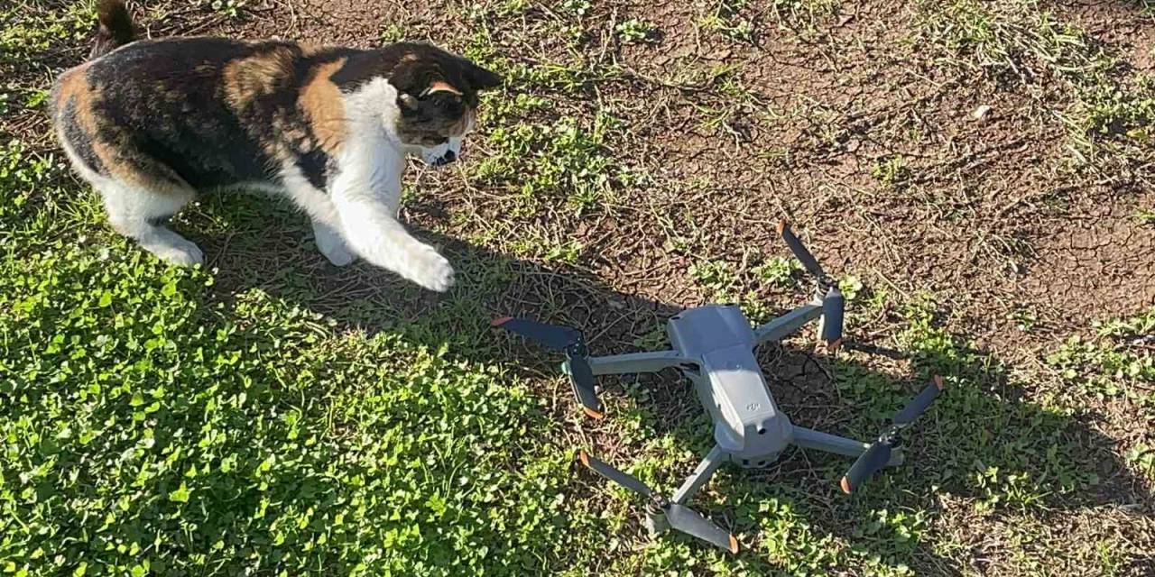 Kedinin Dron İle Oyunu Gülümsetti