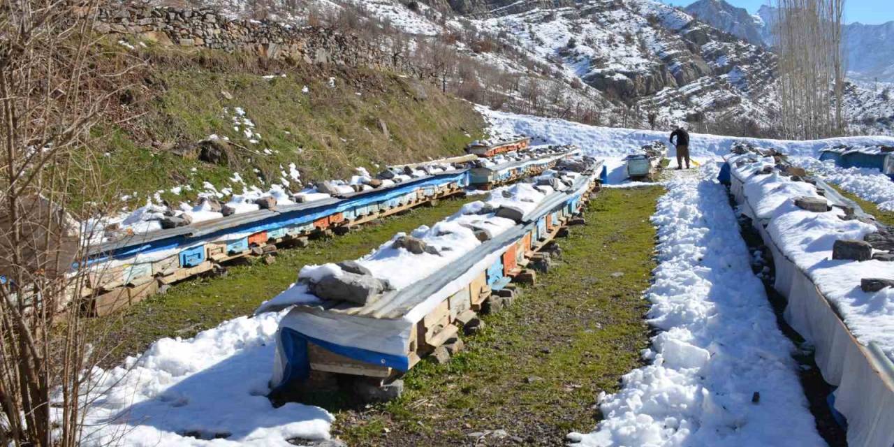 Şırnak’ta Arılar Kış Uykusunda Arıcılar Nöbette