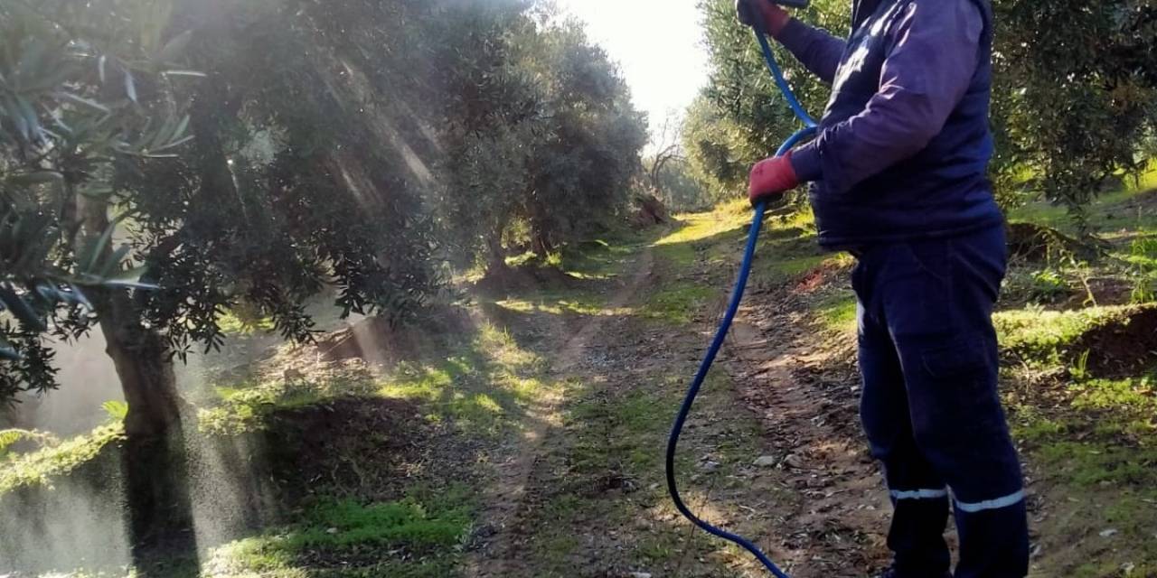 Sarıgöl’de Hasadı Biten Zeytin Bahçelerinde İlaçlama Başladı