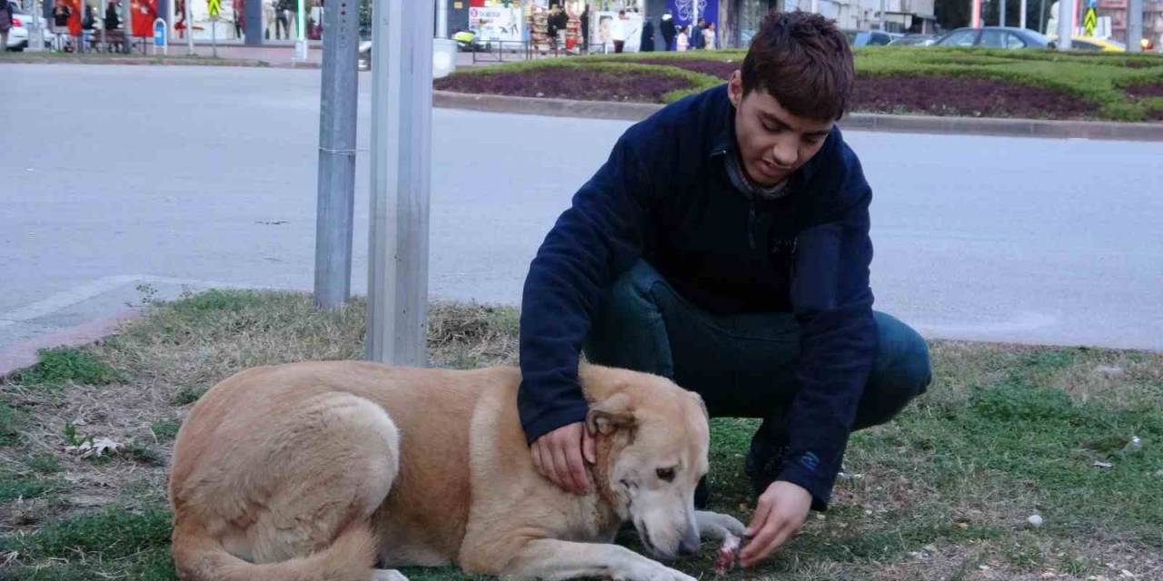 Evsiz Gencin En İyi Arkadaşı Sokak Hayvanları Oldu