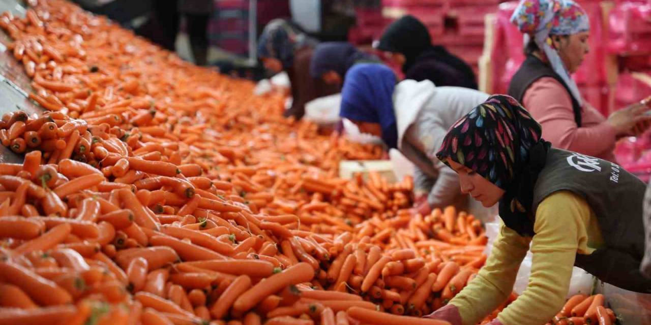 Kadınların Elle Sökümünü Yaptığı Havuç Dünya Pazarına Hazırlanıyor