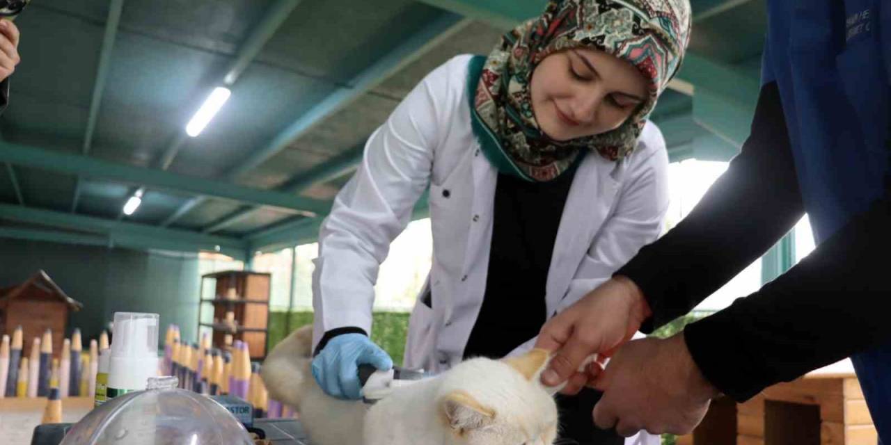 Kedi Kasabasının Gönüllü Veterinerleri