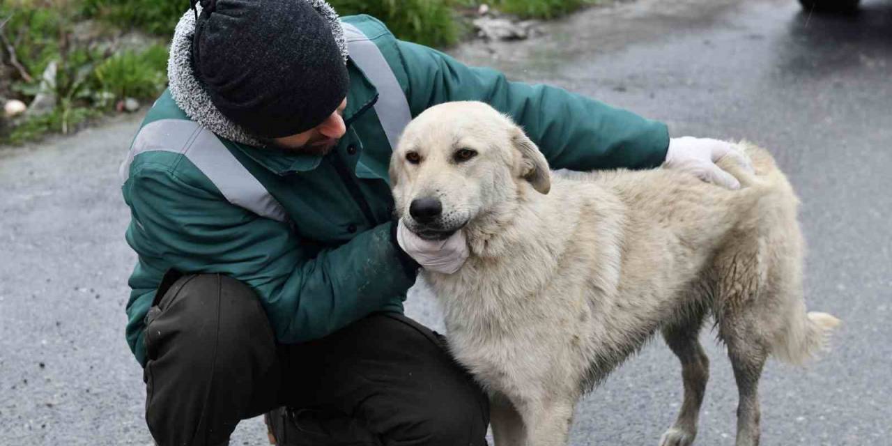Esenyurt’ta Sokak Hayvanlarına Mama Desteği