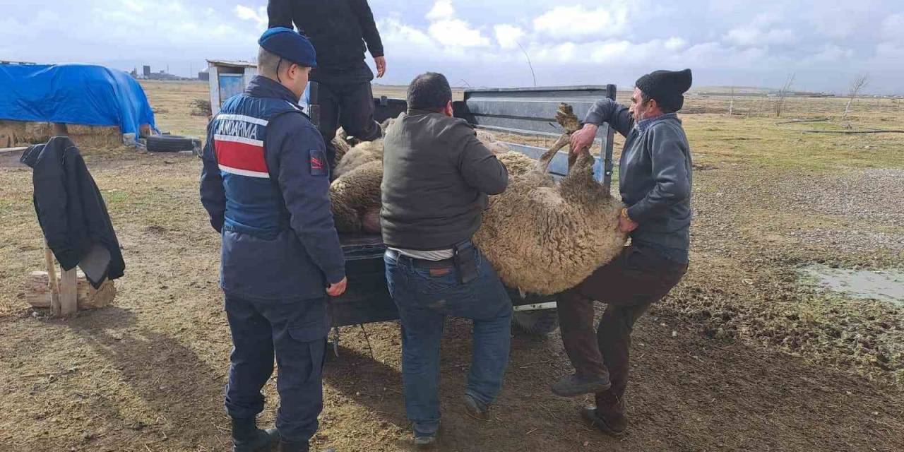 Komşusunun Arazide Otlayan Koyunlarını Çaldı