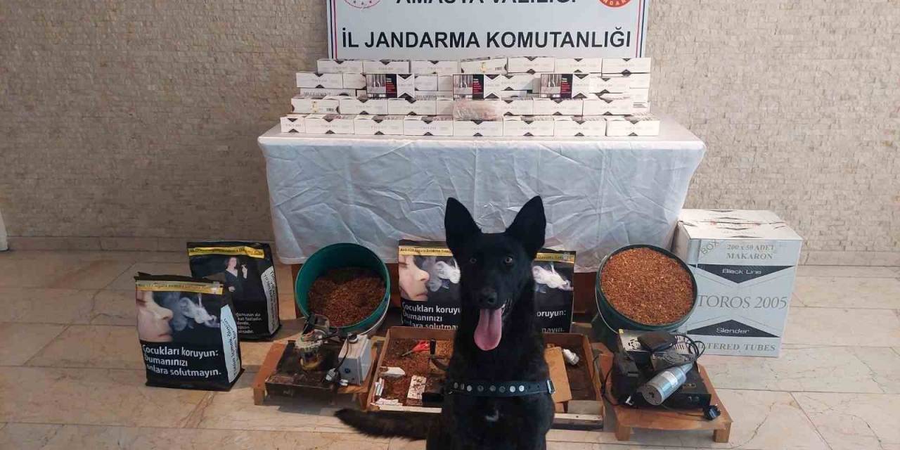 Amasya’da 20 Bin Dal Kaçak Makaron Ele Geçirildi
