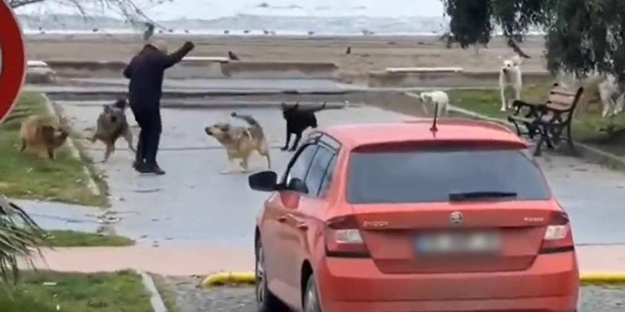Köpeklerin Vatandaşa Saldırma Anı Kamerada