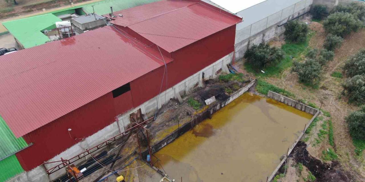 Depodan Sızan Tonlarca Zeytinyağı Araziye Yayıldı