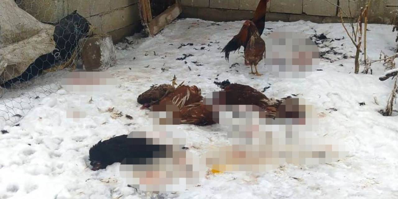 Başıboş Köpeklerin Saldırdığı Kümes Hayvanları Telef Oldu