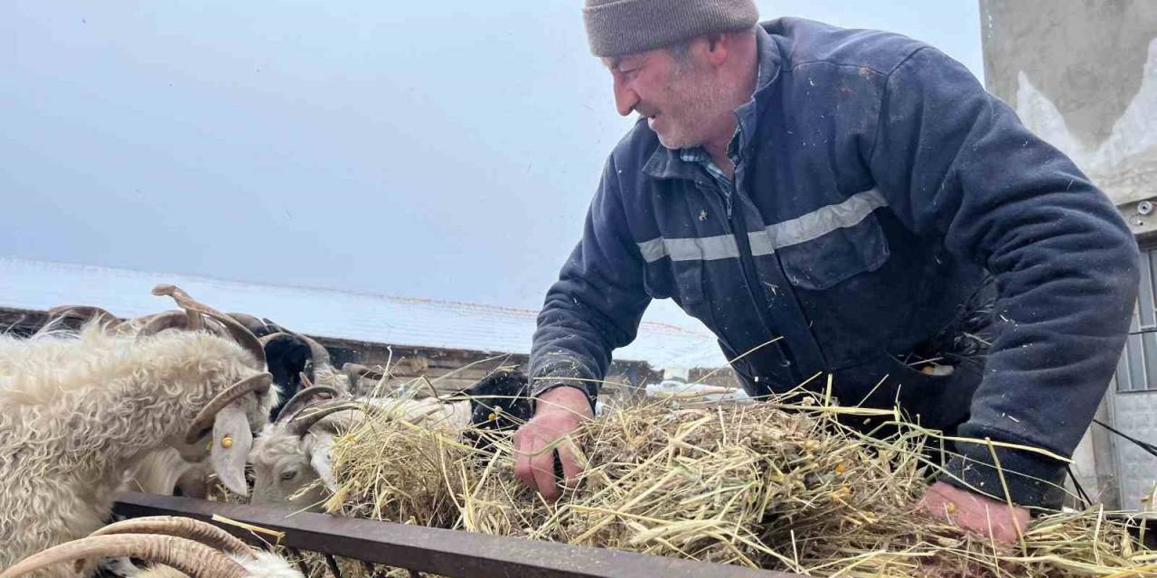 Yağan Kar Ve Ayazla Birlikte Besicilerin İşleri Güçleşti