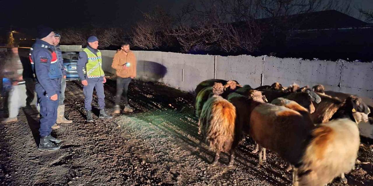 Malatya’da Kayıp Koyunları Jandarma Buldu