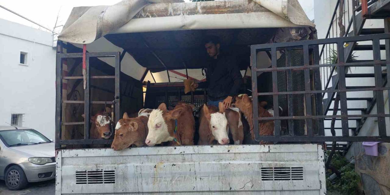 Buzağı Satmaya Gelip, Dehşeti Yaşadılar