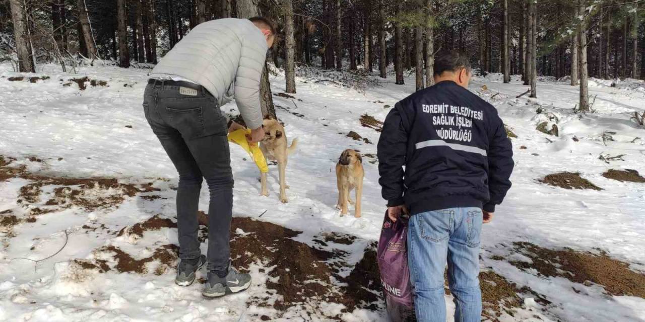 Sokak Hayvanları İçin Kar Yağışı Alan Bölgelere Yem Desteği Yapıldı