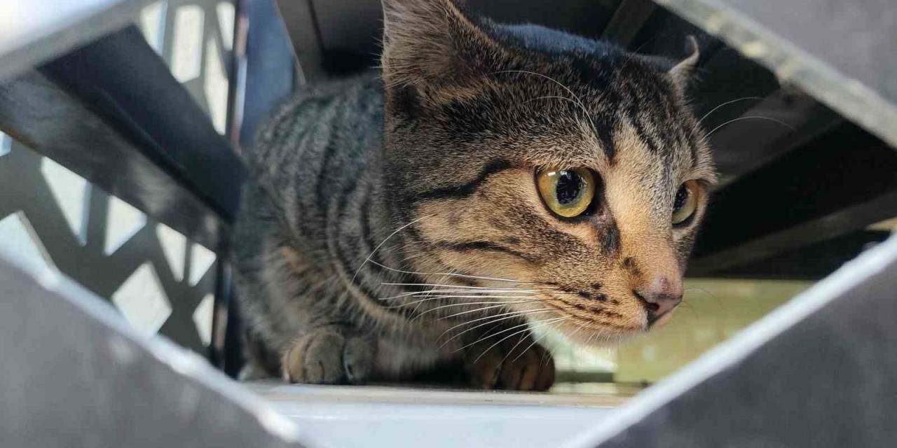 Mamaya Ulaşmaya Çalışırken Klima Üniteleri Arasında Mahsur Kalan Kedi Kurtarıldı