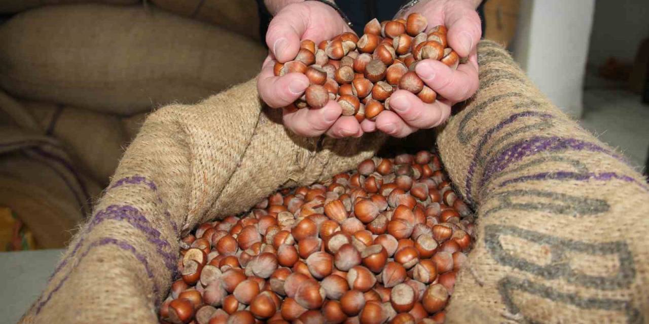 Denizli’nin Yükselen İhracat Ürünü Fındık