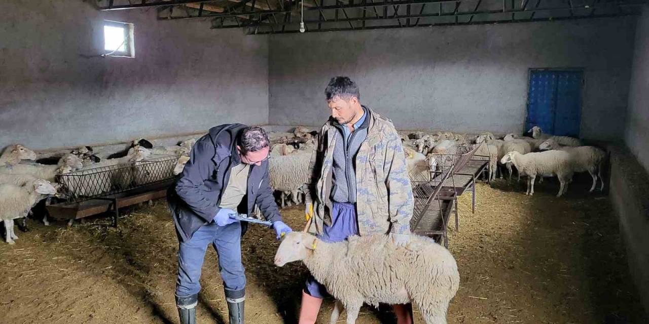 Bayat’ta Anaç Koyun Tespit Ve Aşılaması Çalışması