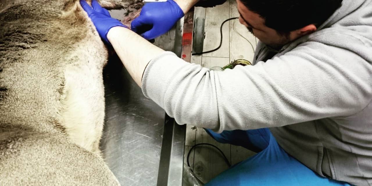Köpeklerin Saldırısına Uğrayan Yaralı Karaca, Tedavisinin Ardından Doğaya Salındı