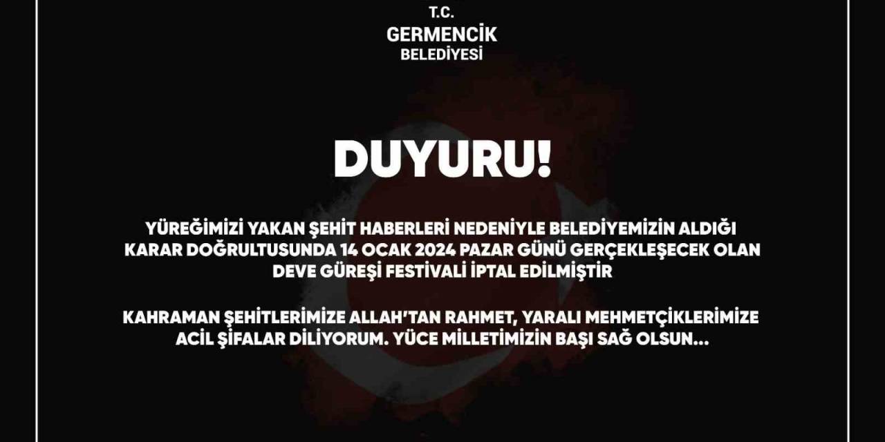 Germencik Deve Güreşi Festivali İptal Edildi